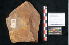 Foto (Objekt + Etikett) von Asterophyllites equisetiformis Br. (NHMW-GEO-2024-0188-11004)
